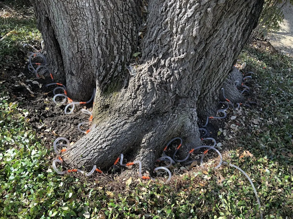 Detailed Tree Cabling and Bracing job site in Criders