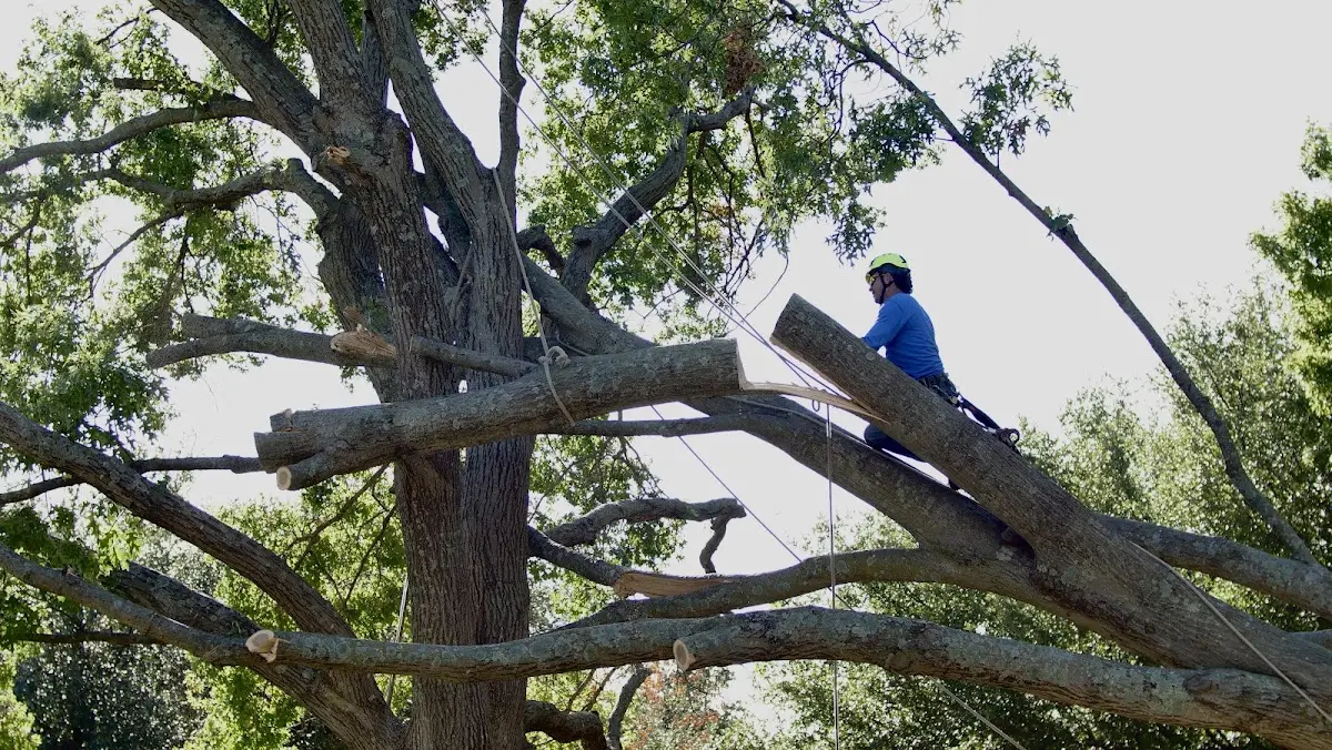 Professional Hazardous Tree Removal performed by certified arborists in Criders