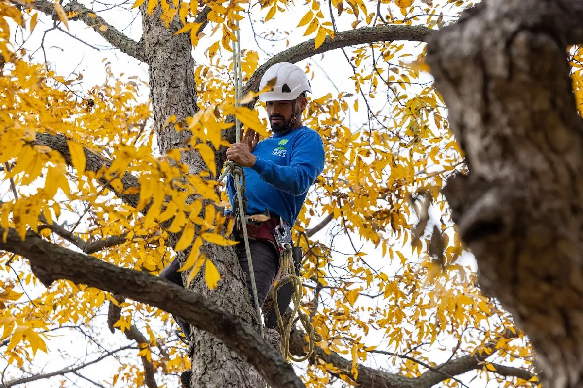 Skilled Tree Transplanting crew working in Criders