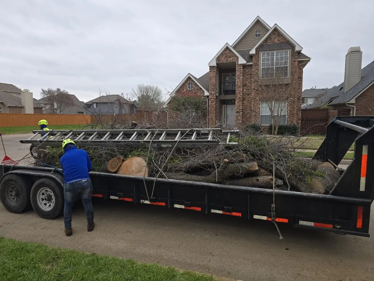 Expert Tree Removal with proper safety equipment in Criders